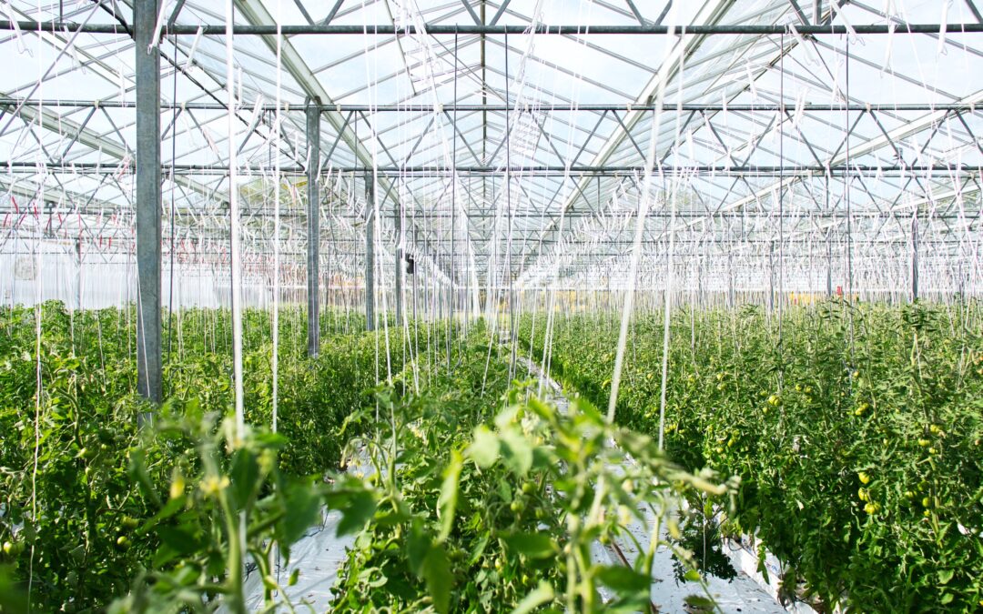 LettUs Grow: At the forefront of sustainable agriculture