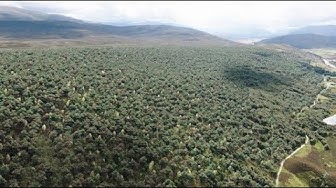 Regenerating large-scale ecosystems with substantial and sustained benefits for the planet